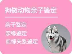 河北省狗做动物亲子鉴定